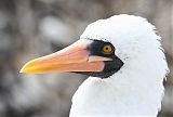 Nazca Booby